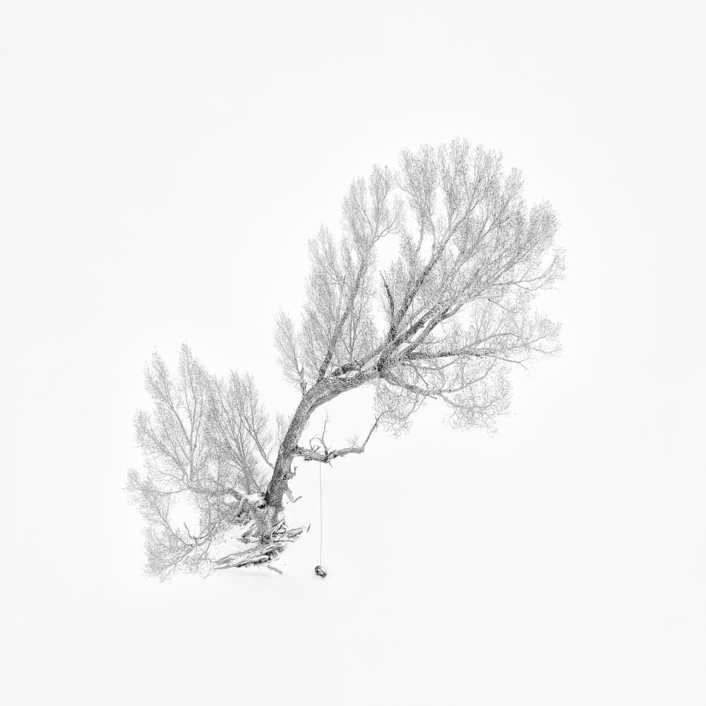 Frosted Tree Swing by Mei Xu — canvas wall art