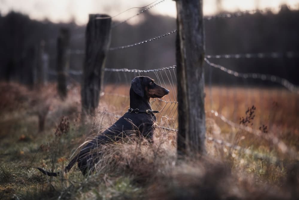 Dachshund by Rustic Fence by Heike Willers — canvas wall art