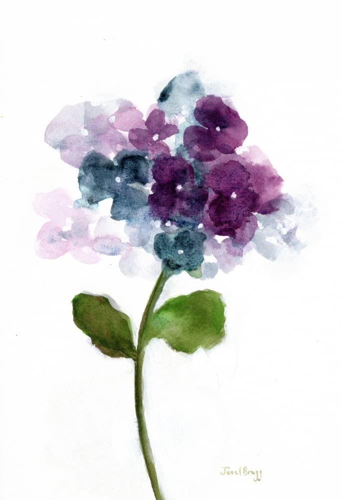 Colorful Hydrangea Bloom by Janel Bragg — canvas wall art
