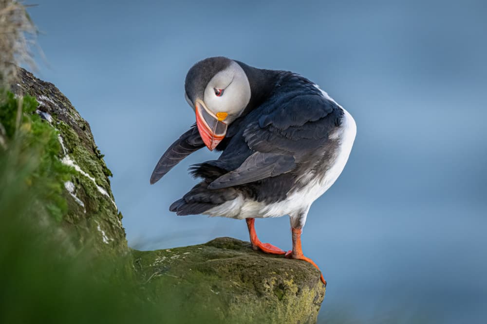 Puffin Preening on Cliff by Jeffrey C. Sink — canvas wall art