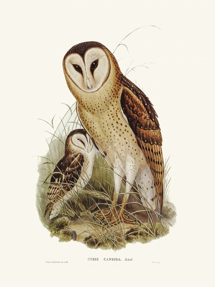 Grass Owl by Elizabeth and John Gould — canvas wall art