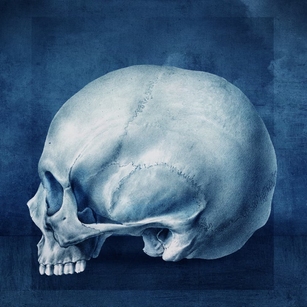 Deep Blue Skull Study by Marja van den Hurk — canvas wall art