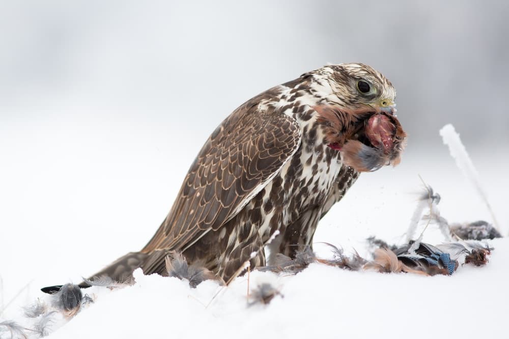 Winter Falcon Feast by Milan Zygmunt — canvas wall art