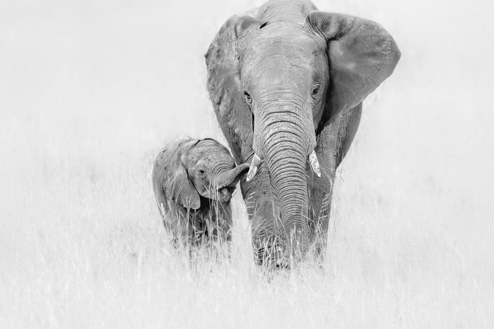 Mother And Baby Elephants by Jun Zuo — canvas wall art