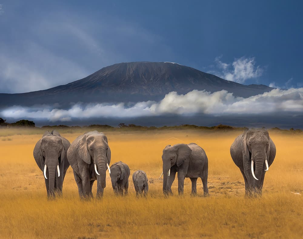 Elephants of Kilimanjaro by DonnaHom APA — canvas wall art