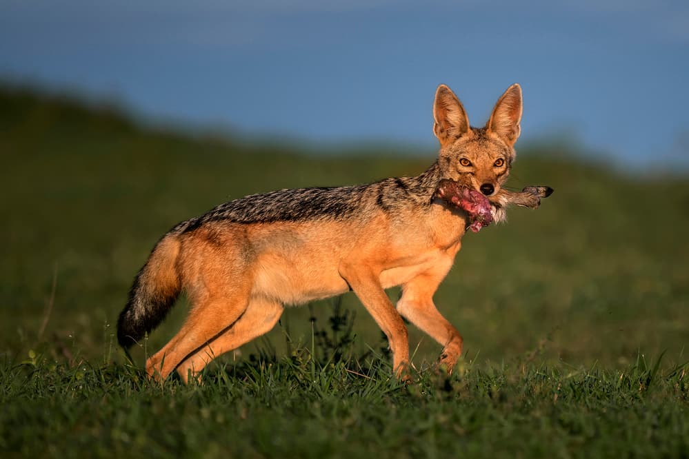 Wild Jackal Hunter by Xavier Ortega — canvas wall art
