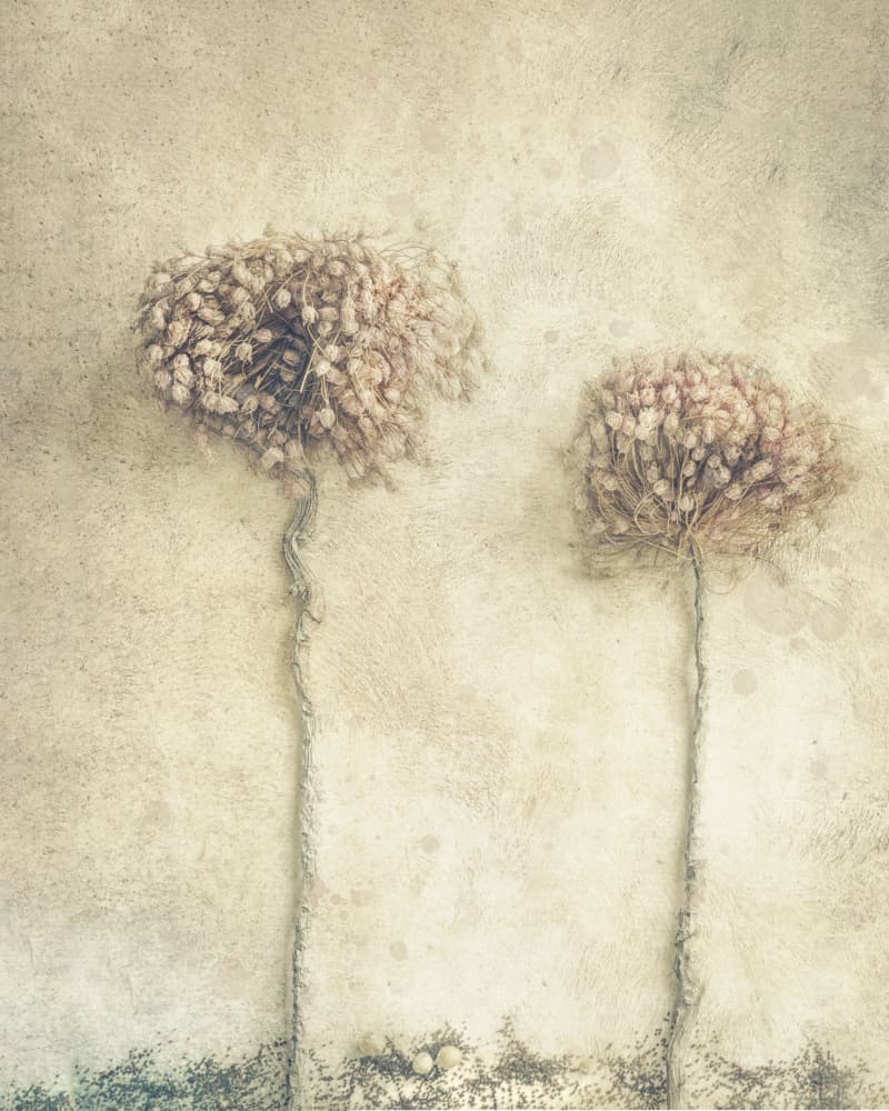 Rustic Dried Flowers by Marie-anne Stas — canvas wall art