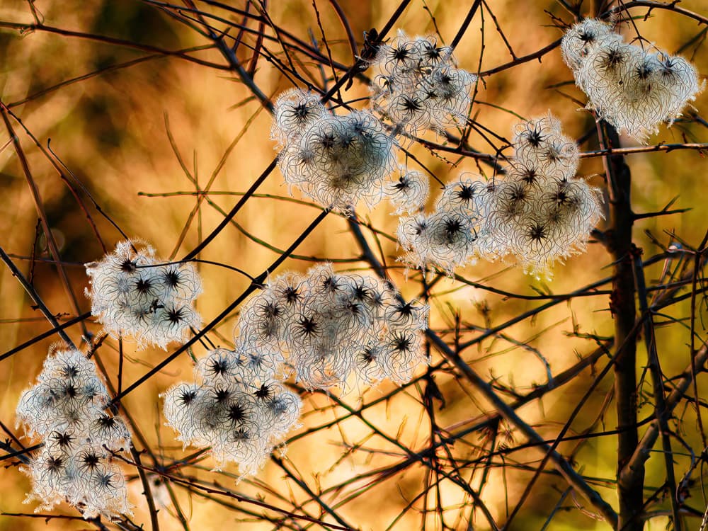 Golden Seed Heads by Marius Surleac — canvas wall art