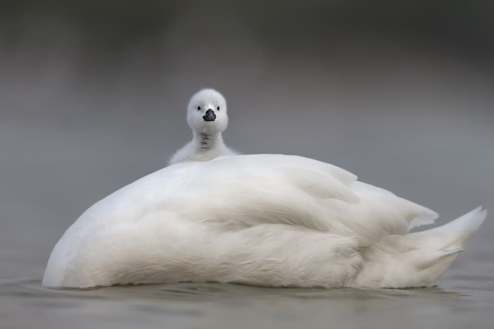 Little Cygnet Peeks by Roshkumar — canvas wall art
