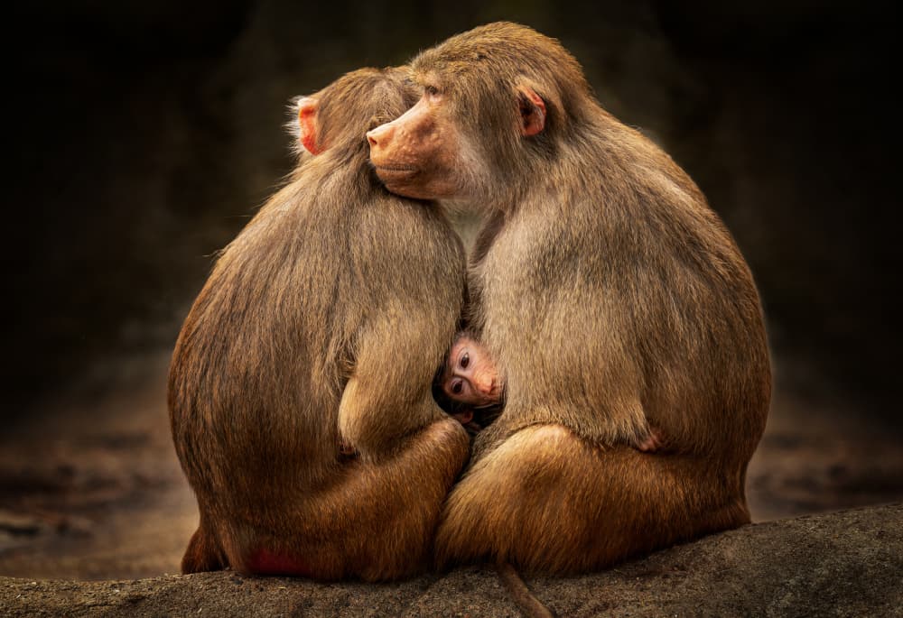 Baboon Family Cuddle by Rene Tenteris — canvas wall art