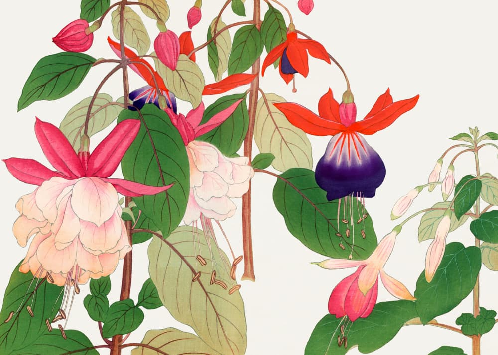 Fuchsia Flower No.2 by Tanigami Konan — canvas wall art