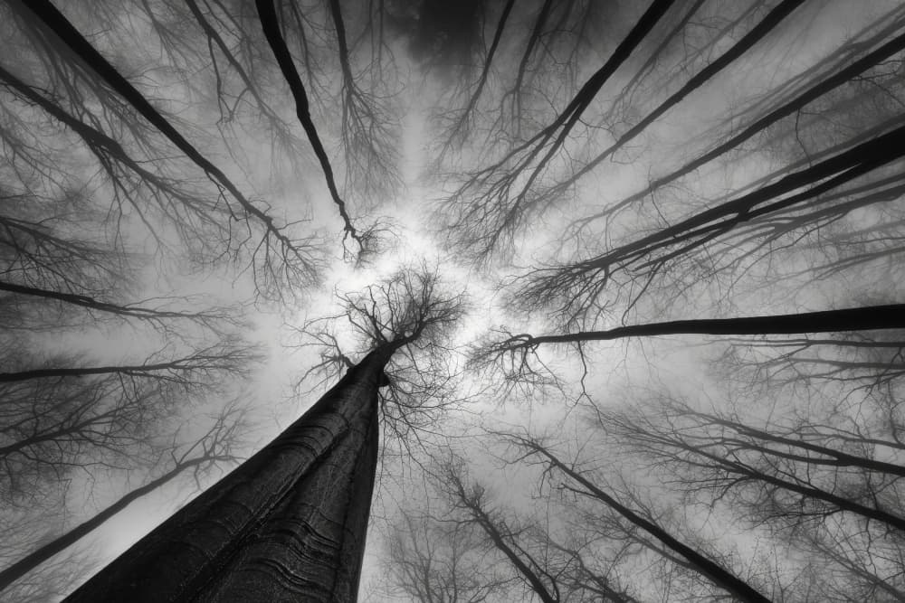 Misty Forest Canopy by Tom Pavlasek — canvas wall art