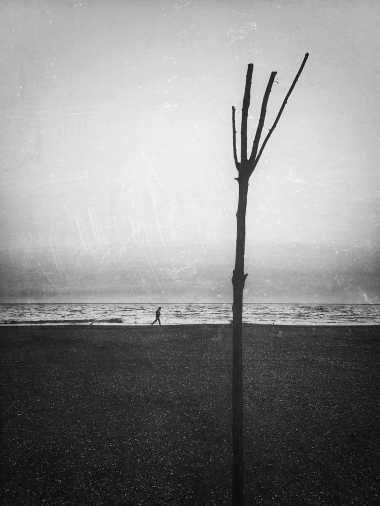 Solitary Tree Ocean by Emilian Avramescu — canvas wall art