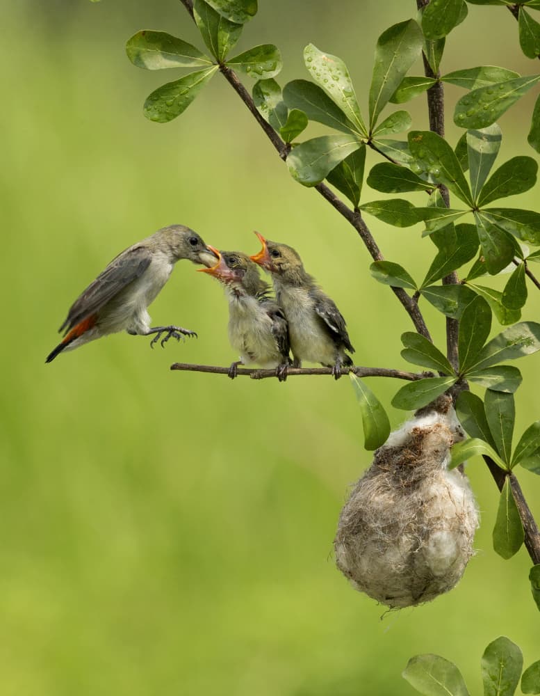 Bird Family Feeding by Angela Muliani Hartojo — canvas wall art
