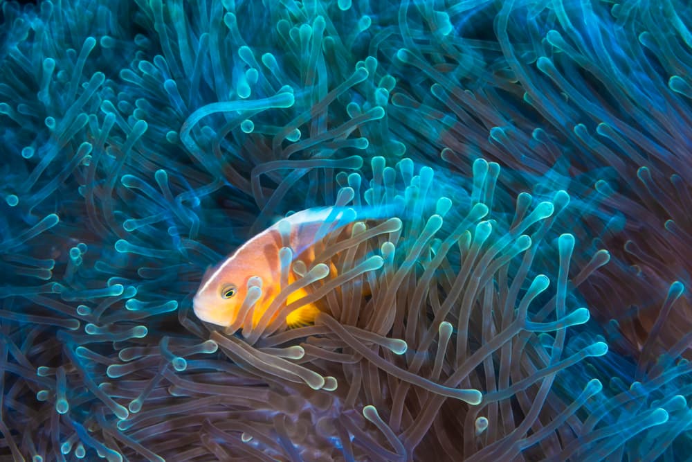Vibrant Clownfish Home by Barathieu Gabriel — canvas wall art