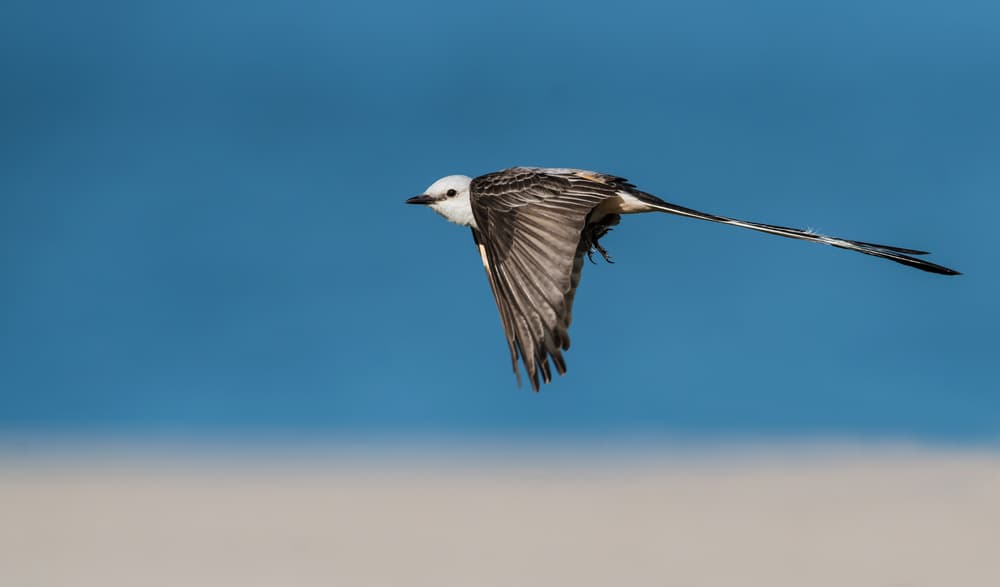 Elegant Bird in Flight by Sheila Xu — canvas wall art
