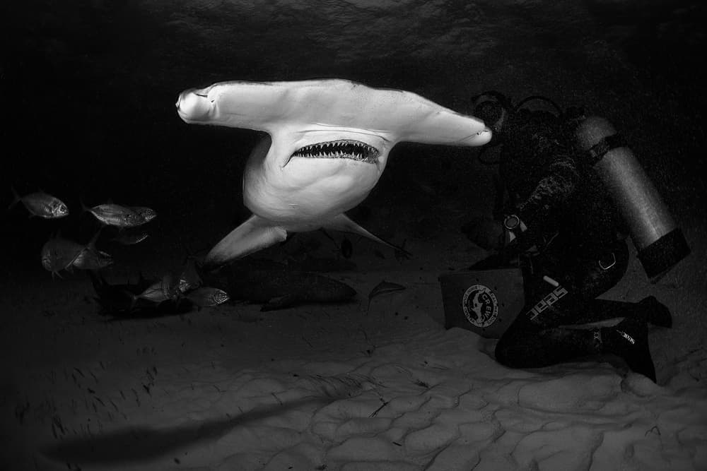 Hammerhead Shark Dive by Jennifer Lu — canvas wall art