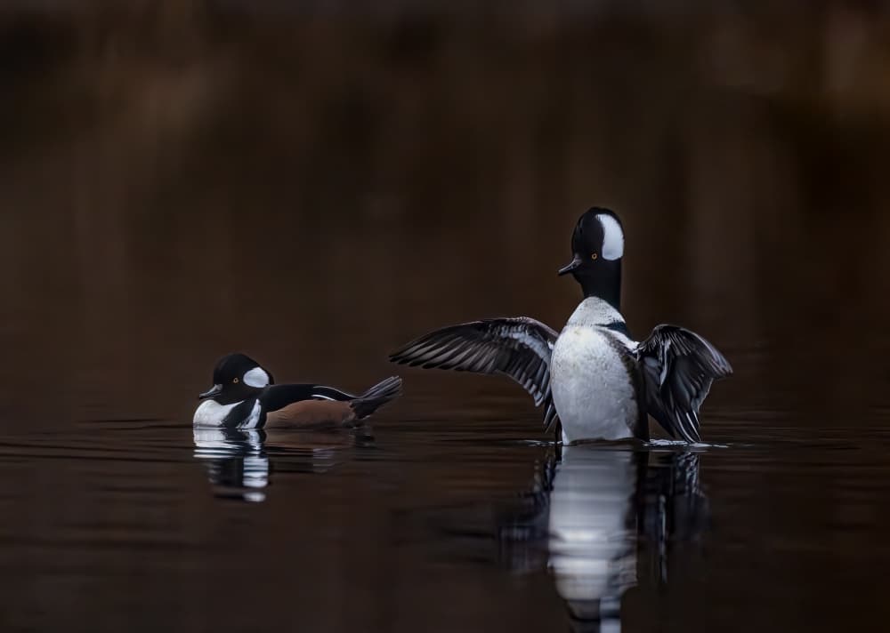 Hooded Mergansers Spreading Wings by Songhu Yan — canvas wall art