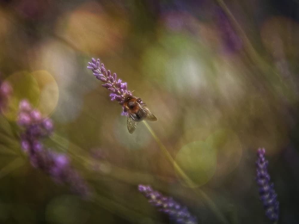 Bumblebee on Lavender Bloom by Anna Cseresnjes — canvas wall art