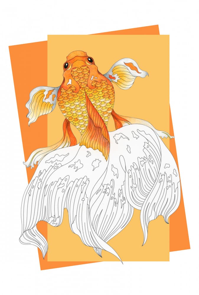 Orange Goldfish Flowing Tail by Marja van den Hurk — canvas wall art