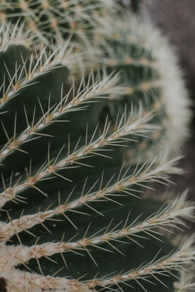 Sharp Cactus Spines by Claudia Casal — canvas wall art