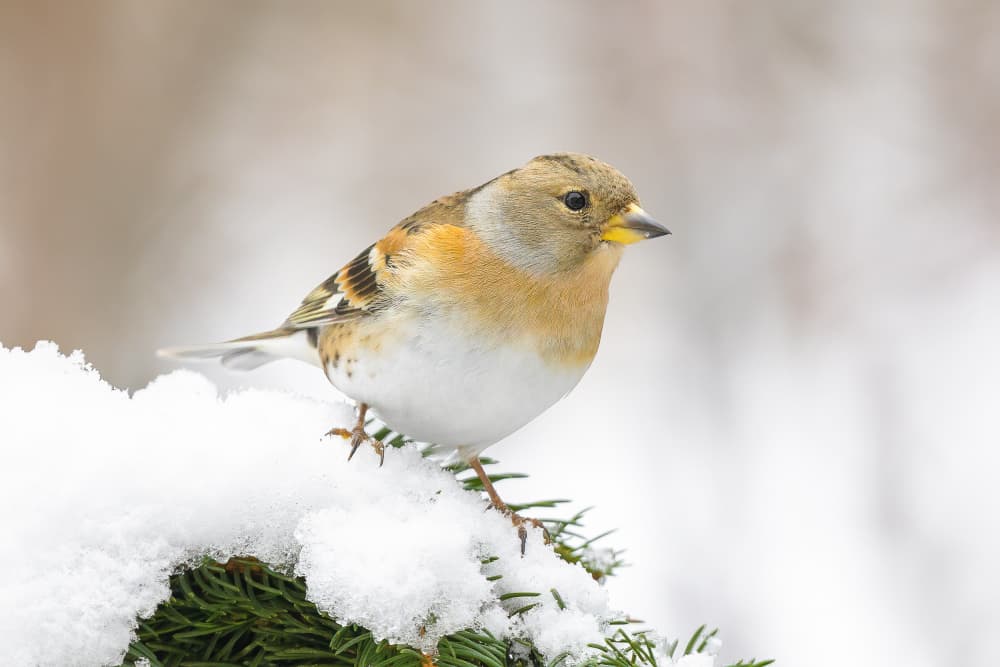 Winter Finch on Snow by Annie Keizer — canvas wall art
