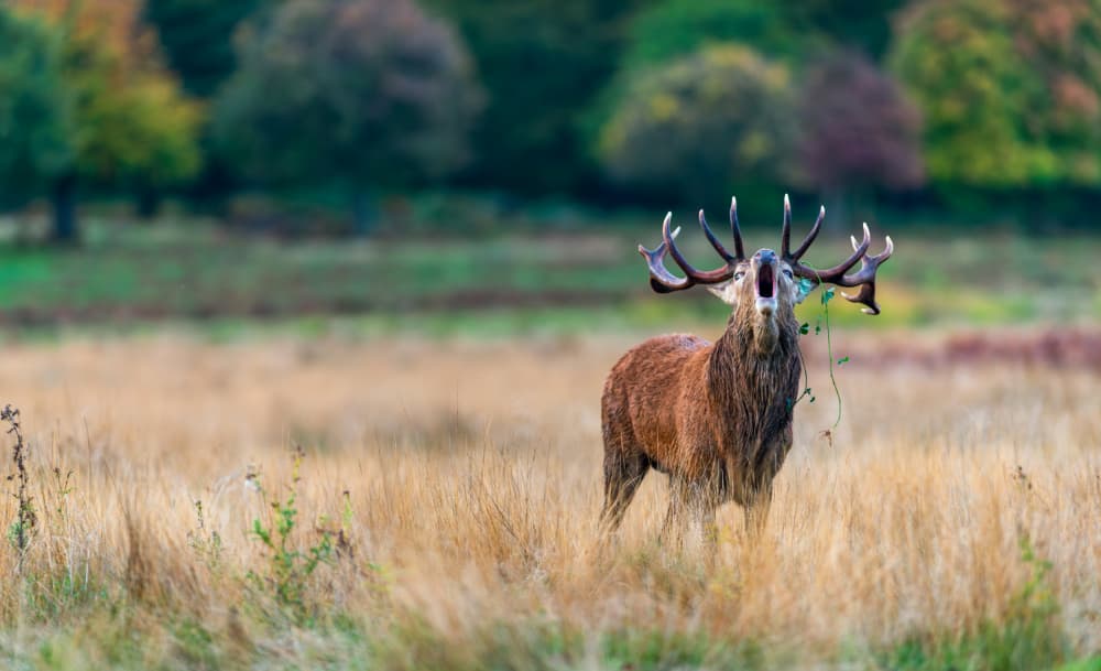 Roaring Red Stag by Radojica Jevric fotorax — canvas wall art