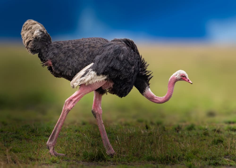 Majestic Ostrich Walking by Ahmed Elsheshtawy — canvas wall art