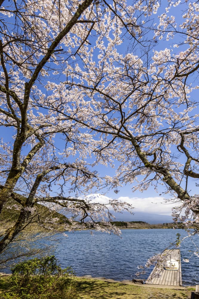 Cherry Blossoms Mount Fuji by Melanie Viola — canvas wall art