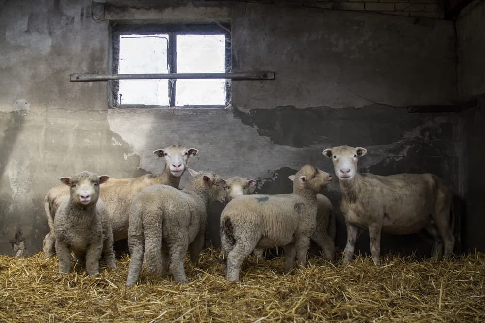 Curious Barn Sheep by Gert van den Bosch — canvas wall art