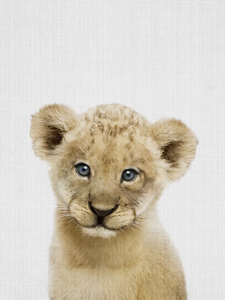 Sweet Lion Cub by Lila & Lola — canvas wall art