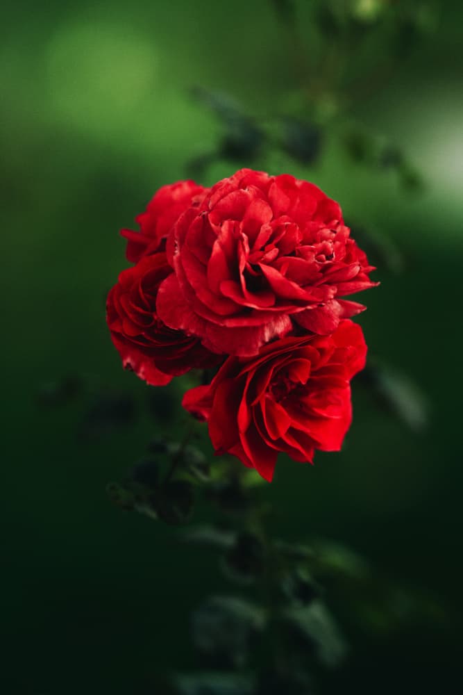 Vibrant Red Roses by Ryan Braxton — canvas wall art