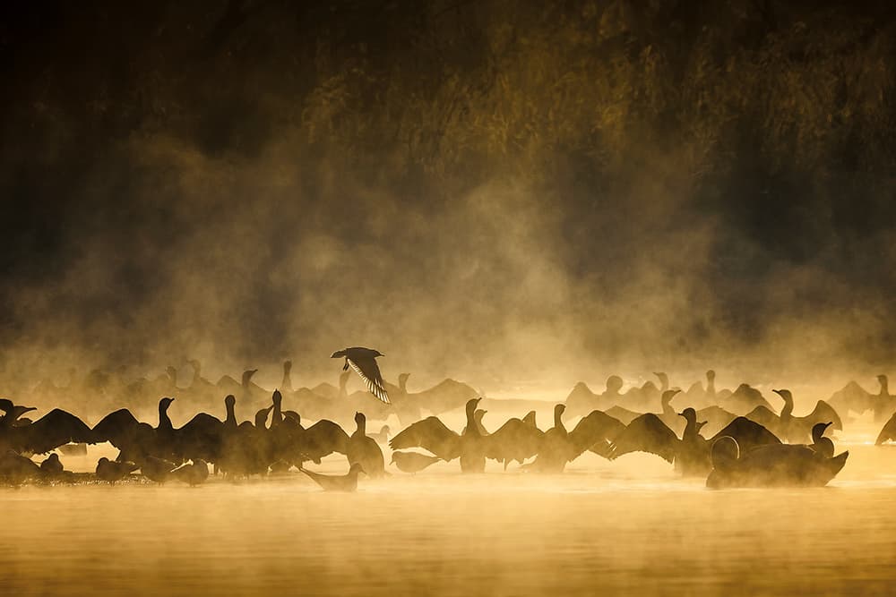 Golden Mist Birds by Roberto Marini — canvas wall art
