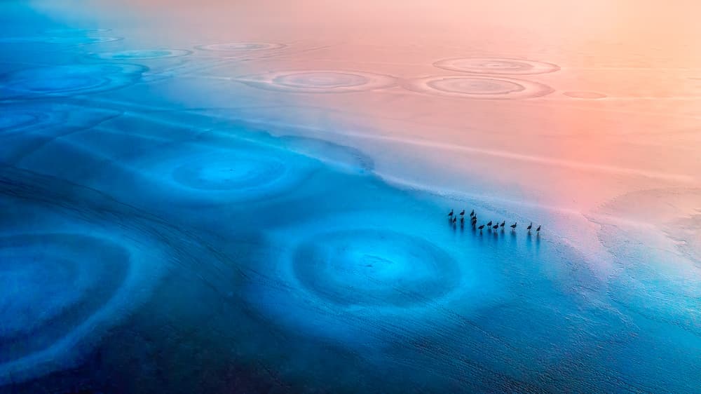 Wading Birds Pink Dawn by Mei Xu — canvas wall art
