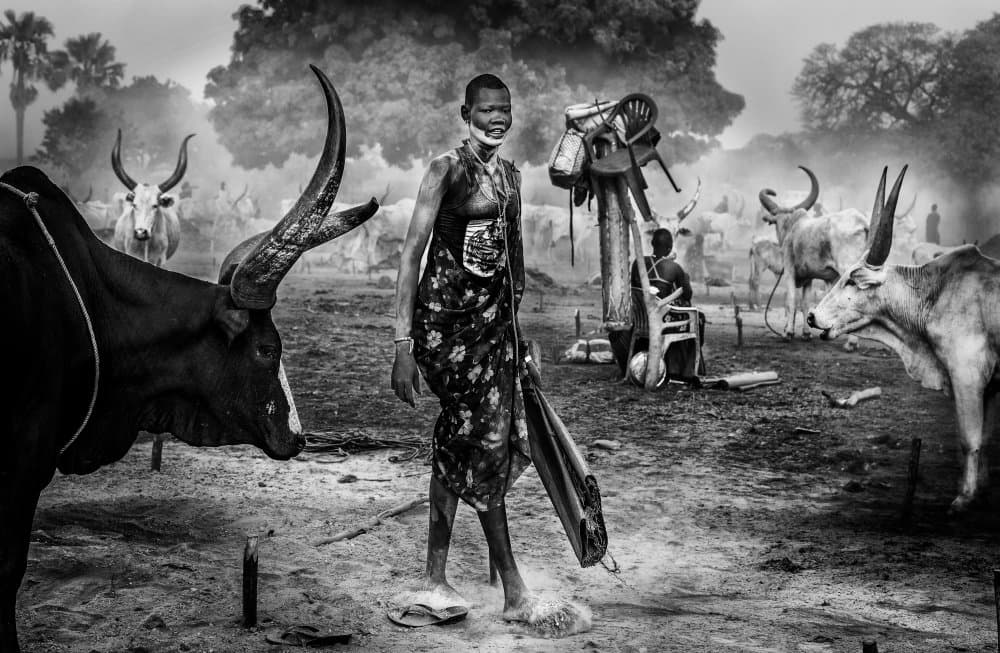 Dinka Woman and Cattle by Joxe Inazio Kuesta Garmendia — canvas wall art