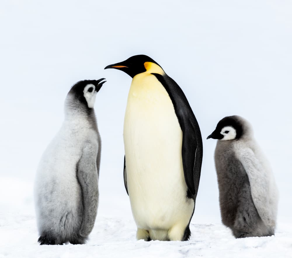 Emperor Penguin Family by Liwen Tao — canvas wall art