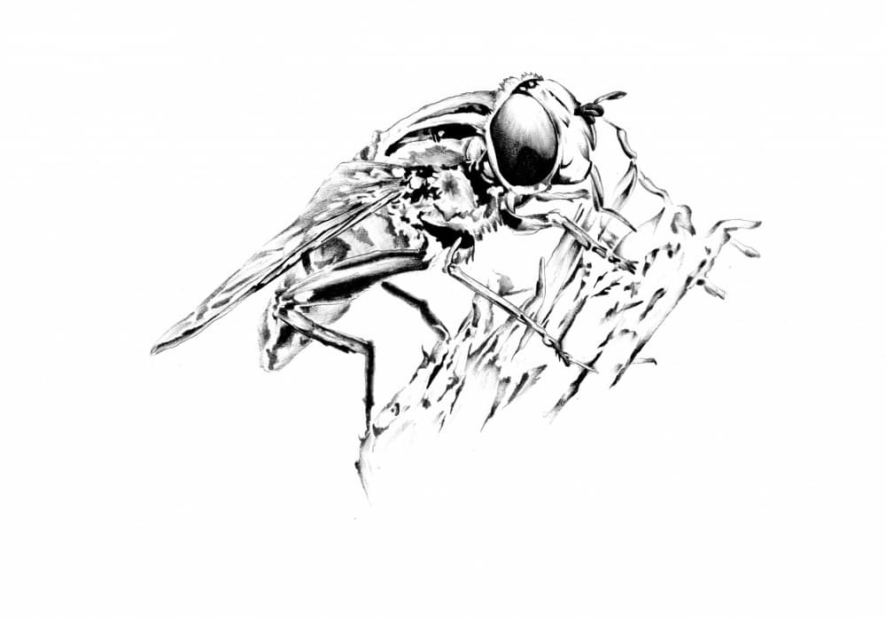Detailed Fly Drawing by Kulik — canvas wall art
