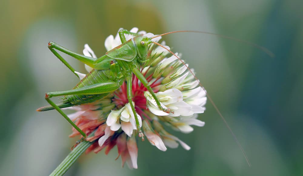 Green Grasshopper Clover by Thierry Dufour — canvas wall art