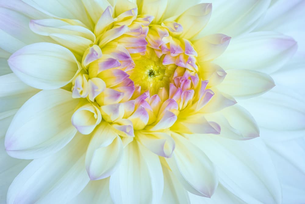 Delicate White Dahlia by Ben.C.L — canvas wall art