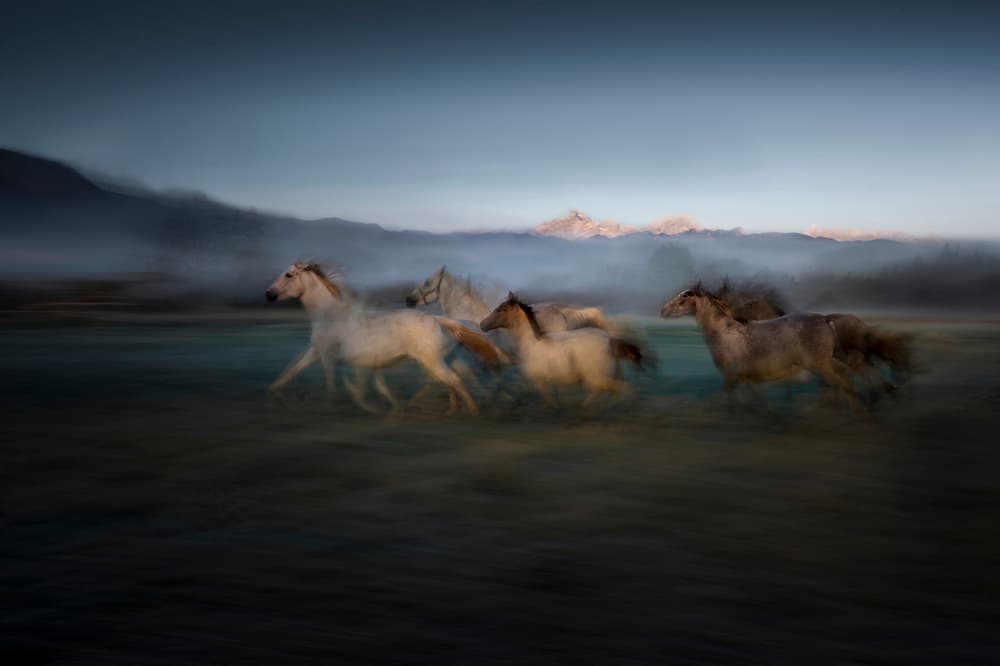 Misty Wild Horses Running by Milan Malovrh — canvas wall art