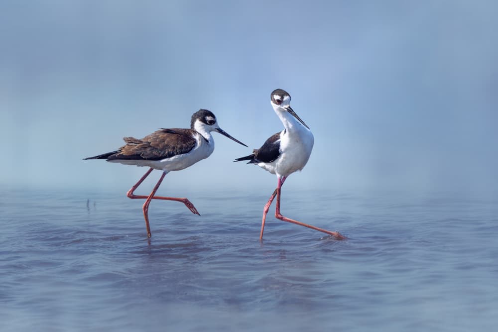Elegant Stilts Wading by Qing Zhao — canvas wall art