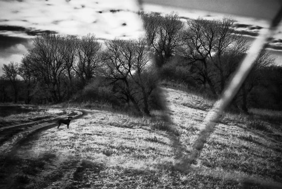 Lone Dog Winding Path by Codrin Lupei — canvas wall art