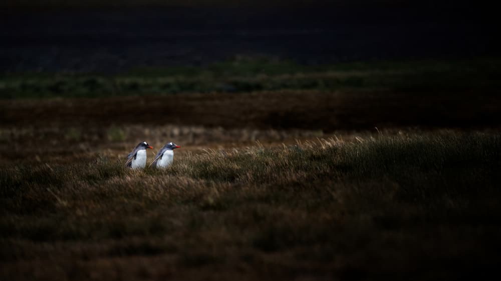 Gentoo Pair In Field by Wenjin Yu — canvas wall art