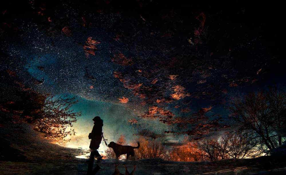 Autumn Dog Walk Reflection by Antonio Grambone — canvas wall art