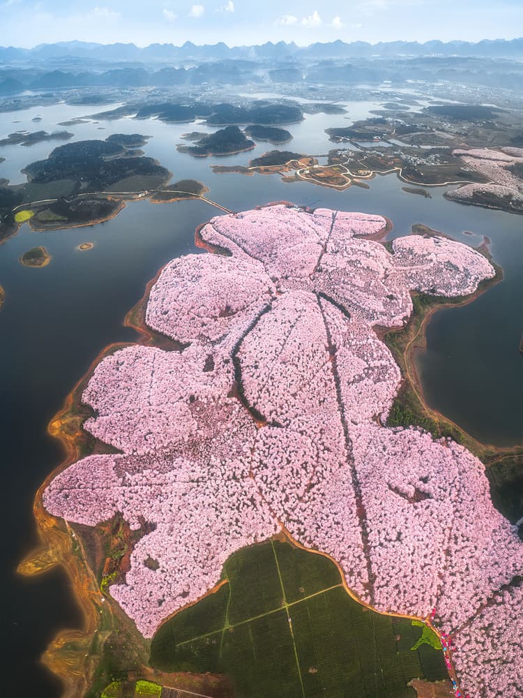 Pink Blossom Islands Lake by TIANQI — canvas wall art