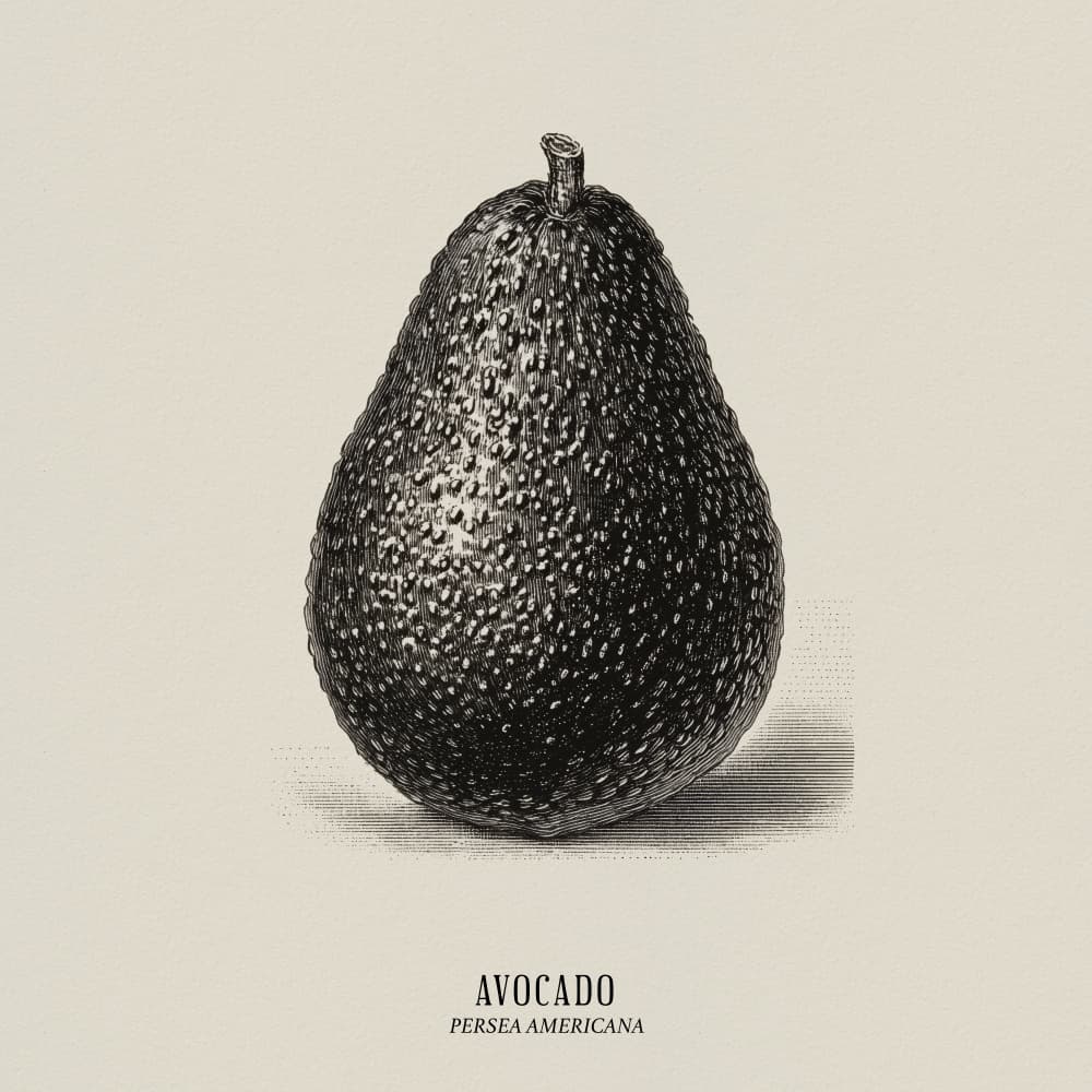 Vintage Avocado Illustration by Andreas Magnusson — canvas wall art