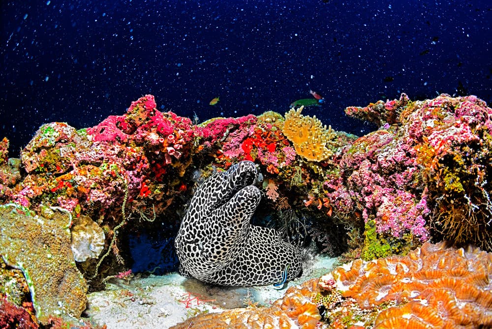 Spotted Moray Coral Reef by Roberto Marchegiani — canvas wall art