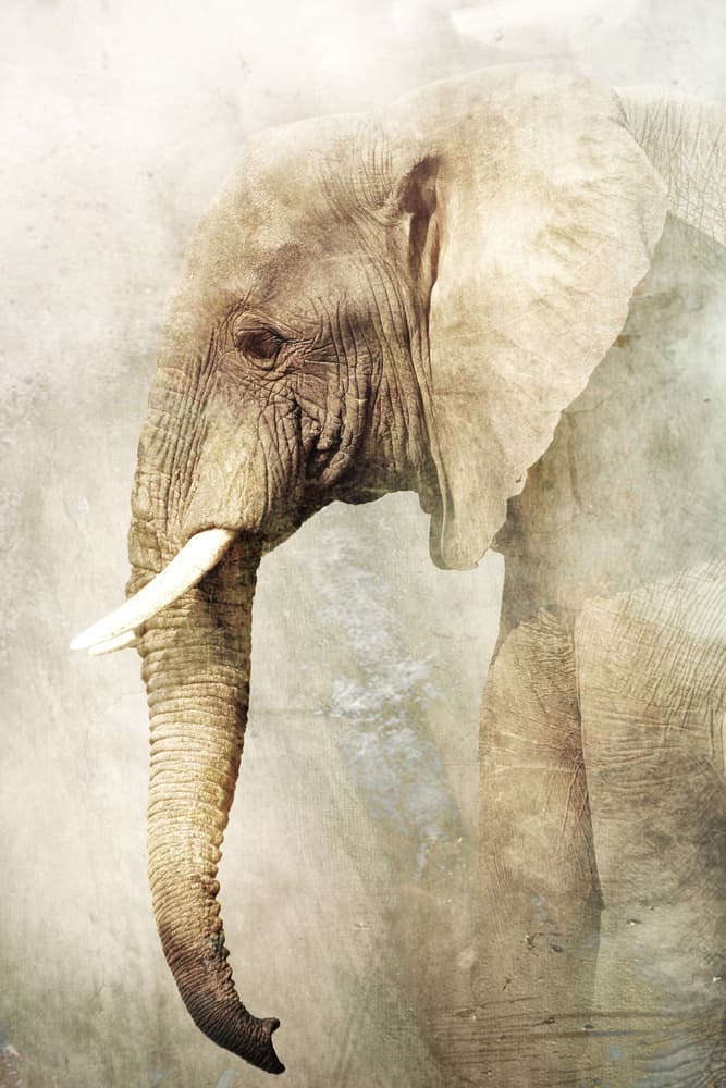 Majestic Elephant Profile by Antonio Grambone — canvas wall art