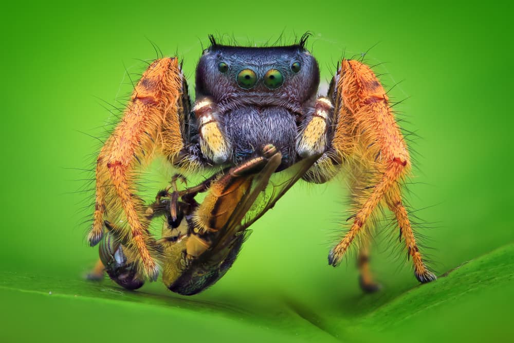 Jumping Spider Predator by Ajar Setiadi — canvas wall art