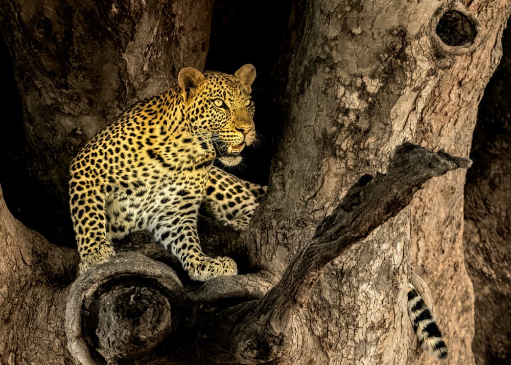 Watchful Leopard Gaze by Jun Zuo — canvas wall art